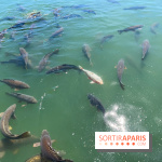 Etang aux carpes et barques - nos photos - image00032