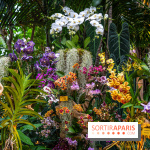 Mille et une orchidées 2025 - les photos