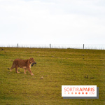 Le Royaume des Lions, l'hôtel immersif à la Lumigny Safari Reserve - nos photos - AF274443 0D37 4C96 9312 8AA58749569C