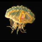 Disco Méduses à l'Aquarium Sea Life