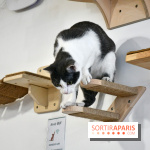 Koneko Work : le café coworking pour travailler en compagnie des chats