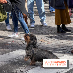 La Marche des animaux à Paris : défilé gratuit, ouvert aux chiens, chats ... sur les Champs-Élysées