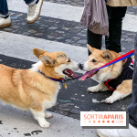 La Marche des animaux à Paris : défilé gratuit, ouvert aux chiens, chats ... sur les Champs-Élysées - IMG 5187