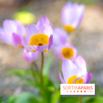 Le Parc de Bagatelle au printemps, cerisier, tulipes et jonquilles - photos