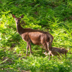 Campagne #36776 - biche et faon arnaud freminet 1 BD