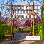 Hanami au Parc de Sceaux 2026, les cerisiers en fleurs et ses  animations