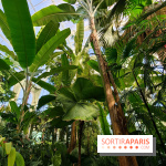 Automne tropical 2026