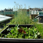 Rendez-vous aux Jardins 2017 au Musée du vivant d'AgroParisTech