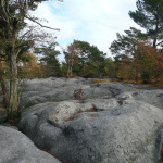 fontainebleau-platiere-apremontjpg