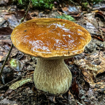 Où cueillir des champignons autour de paris ?