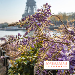 Où voir des glycines en fleurs à Paris