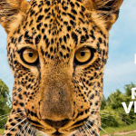 Wild Immersion au Jardin d'Acclimatation : nouvelle attraction en réalité virtuelle