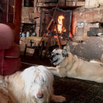 Coronavirus : Neil Young annonce des concerts en live streaming à voir en confinement