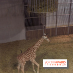 Les girafons du Zoo de Paris