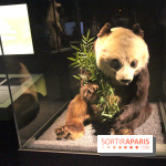 Espèces d'Ours, l'expo au Muséum National d'Histoire Naturelle