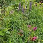 Jardin de Patrick et Roland