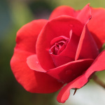 Saint-Valentin 2018 : Les meilleures adresses pour offrir un parfum