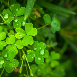 Le guide des meilleures soirées de la Saint Patrick 2020