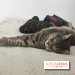 Coronavirus et santé animale pendant le confinement : les conseils d'un vétérinaire