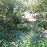 Le Jardin naturel Pierre-Emmanuel à Paris où la nature reprend ses droits