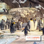 Neige et verglas : c'est quoi la posture du pingouin, pour éviter de tomber dans la rue ?