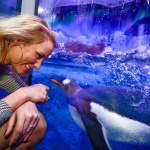 Un bébé manchot Royal est né à Sea Life Val d'Europe !