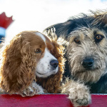 La Belle et le Clochard en Live Action sur Disney+