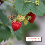 Les cueillettes de fruits, légumes et fleurs autour de Paris