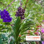 Mille et une orchidées au Jardin des Plantes 2018, les photos