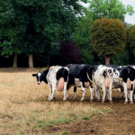 Festival Sortons l'Agriculture du Salon 2019