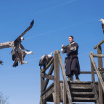 Les Aigles des Remparts de Provins, les photos
