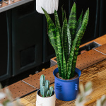 Fête des Pères 2022 : notre top 10 des cadeaux funs à moins de 50€