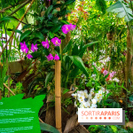 Mille et une Orchidées 2019 au Jardin des Plantes, les photos