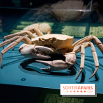 Océan, l'exposition à la Grande Galerie de l'Evolution