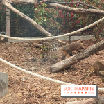 Parc Zoologique de Paris : les coatis roux