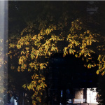 un pli du bord du monde