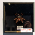 Araignées, Lucioles et Papillons au Musée en Herbe : nos photos