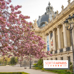 Cerisiers en fleurs à paris et aux alentours - Petit Palais