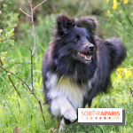 Deux boutiques éphémères Royal Canin dédiées aux chiens et aux chats ont ouvert à Paris