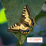 La Serre aux Papillons du Parc Floral 