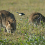 Ferme dammarie les lys