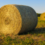 Insolite : assistez à la fauche des foins, au parc Georges-Valbon de la Courneuve (93)