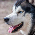 Au cœur de la meute, les balades façon cani-rando en forêt, à découvrir dans le Val-d'Oise