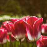 Tulipes