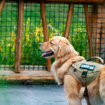 La journée portes ouvertes de l'école des chiens guides à paris