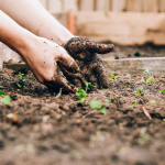 Potager du PSG