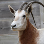Naissance de deux Oryx Algazelle à Thoiry