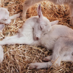 les Bergeries d'Issy