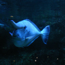 Dans le sillage des requins - Aquarium de la Porte Dorée - Paris 2010