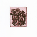 Exposition Végétal à l'Institut culturel bulgare - eau forte (32)